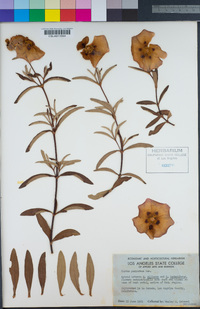 Cistus × purpureus image