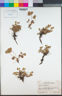 Sibbaldia procumbens image