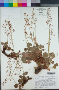 Heuchera rubescens image