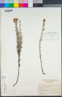 Image of Calceolaria weberbaueriana