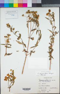 Image of Calceolaria speciosa