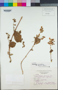 Image of Calceolaria rugulosa