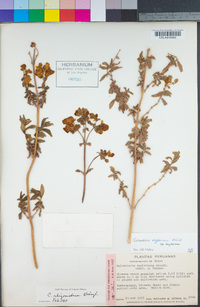 Calceolaria engleriana image
