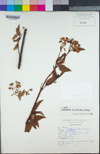 Image of Calceolaria viscosa