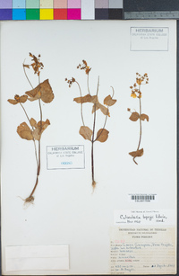 Image of Calceolaria utricularioides