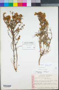 Image of Calceolaria inamoena