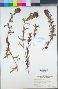 Castilleja pruinosa image