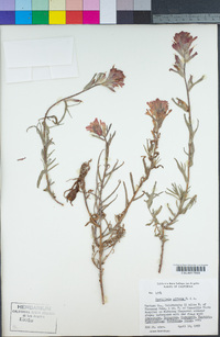 Castilleja affinis image