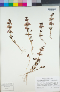 Collinsia bartsiifolia var. davidsonii image