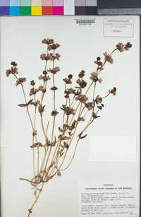 Collinsia bartsiifolia var. bartsiifolia image