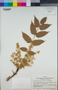 Ailanthus altissima image