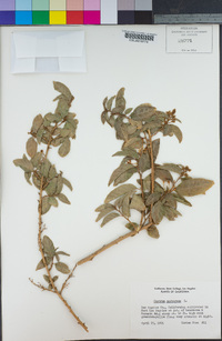 Cestrum nocturnum image