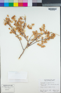 Stegnosperma halimifolium image
