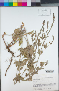 Verbena lasiostachys var. lasiostachys image