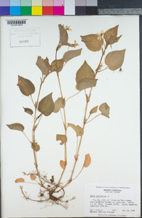 Viola canadensis image