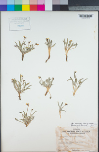 Viola pinetorum subsp. pinetorum image