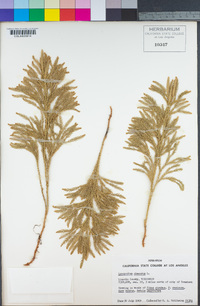 Lycopodium obscurum image