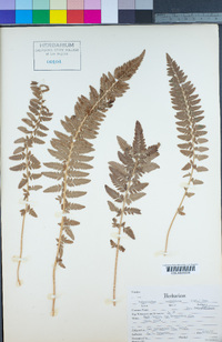 Polystichum scopulinum image