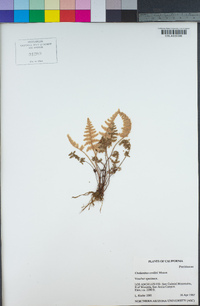 Myriopteris covillei image