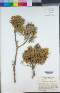 Juniperus californica image