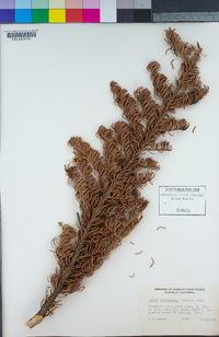 Abies lasiocarpa image