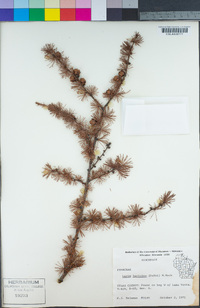 Larix laricina image