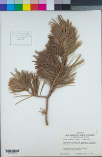 Pinus flexilis image