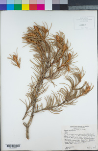 Pinus monophylla image