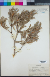 Pinus quadrifolia image