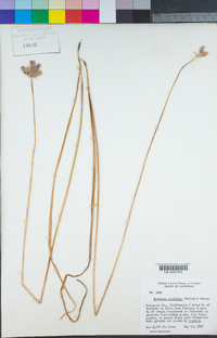 Dichelostemma congestum image