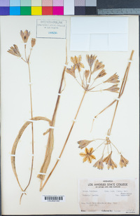 Triteleia laxa image