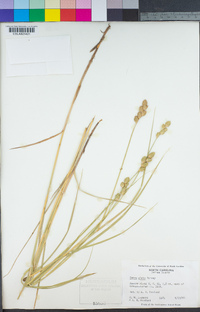 Image of Carex alata
