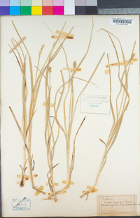 Carex cephalophora image