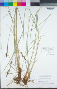 Carex lenticularis var. lipocarpa image