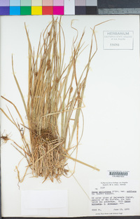 Carex subfusca image