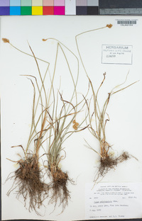 Carex multicostata image