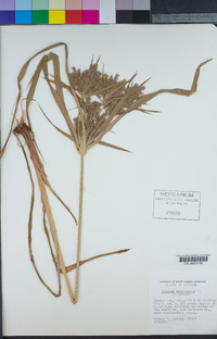 Cyperus esculentus image