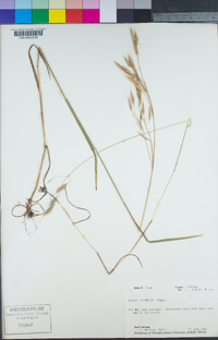 Bromus japonicus image