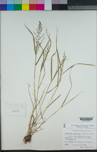 Eragrostis cilianensis image