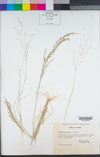 Eragrostis pilosa image