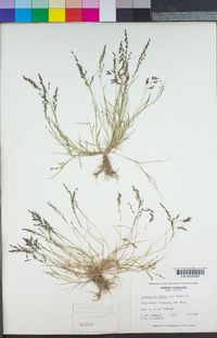 Eragrostis pilosa image