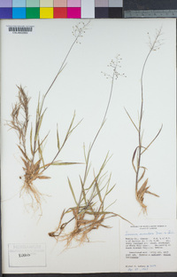 Image of Panicum aciculare