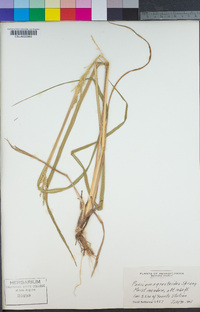 Image of Panicum agrostoides