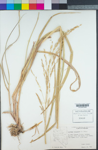 Sorghum halepense image