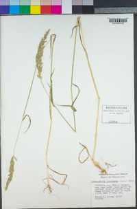 Image of Sphenopholis intermedia