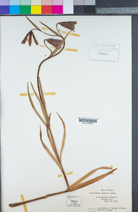 Fritillaria gentneri image
