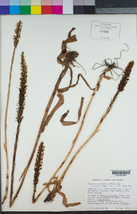 Piperia elegans image