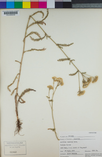 Achillea millefolium image