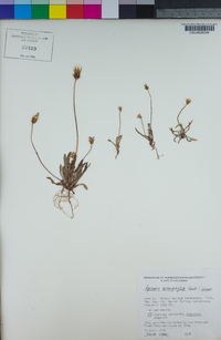 Agoseris heterophylla image