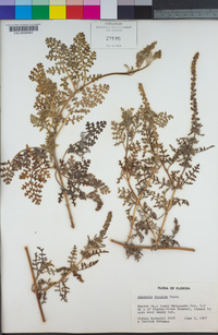 Image of Ambrosia hispida